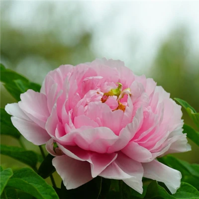 Isancinza Sasebukhosini Sifaka I-Peony Eluhlaza